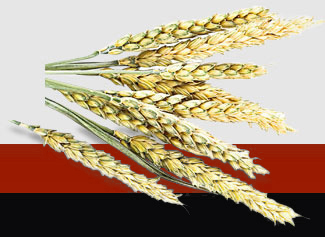 德赢·(VWIN)官方网站-AC米兰官方合作同伴